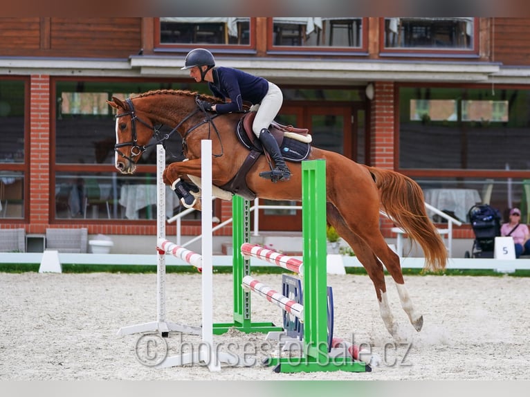 CSFR Warmblood Mare 6 years 15.2 hh Chestnut-Red in Ceske Budejovice