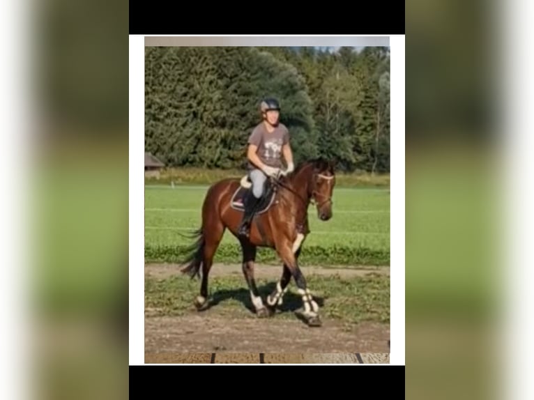 CSFR Warmblood Mare 7 years 16,1 hh Brown in Stockach