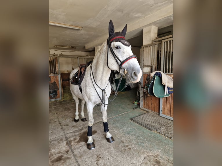 CSFR Warmblood Stallion 14 years 16,1 hh White in Nýřany