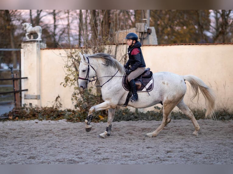 CSFR Warmblood Stallion 14 years 16,1 hh White in Nýřany
