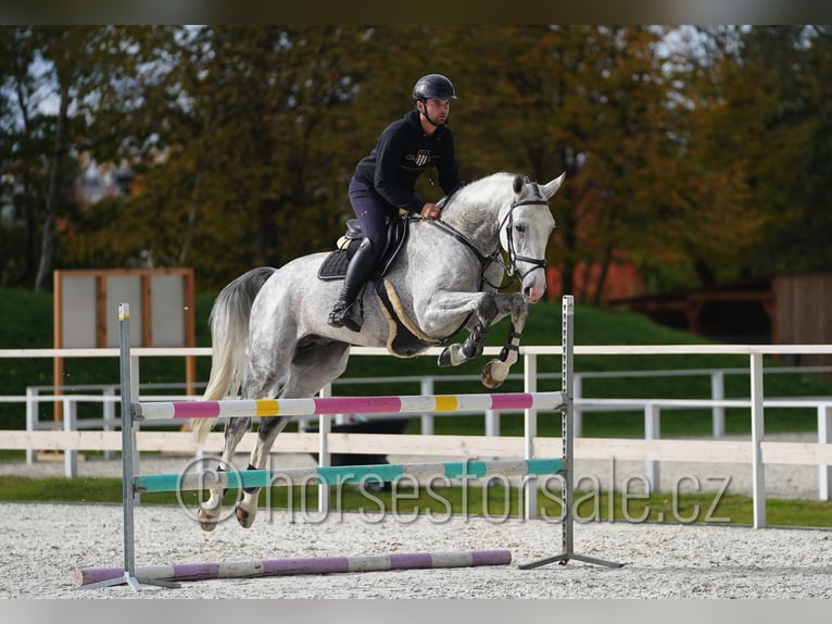 CSFR Warmblood Stallion 6 years 16.3 hh Grey in Hradec Kralove
