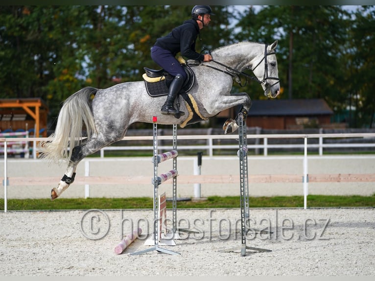 CSFR Warmblood Stallion 6 years 16.3 hh Grey in Hradec Kralove