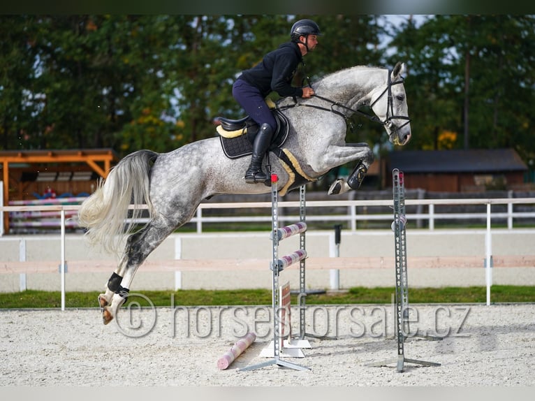 CSFR Warmblut Hengst 6 Jahre 172 cm Schimmel in Hradec Kralove