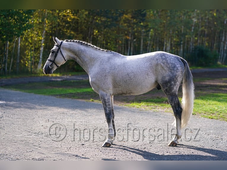 CSFR Warmblut Hengst 6 Jahre 172 cm Schimmel in Hradec Kralove