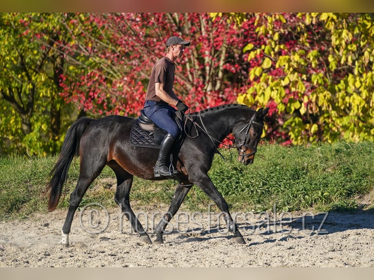 CSFR Warmblut Stute 3 Jahre 163 cm Schwarzbrauner in Tyn nad Vltavou