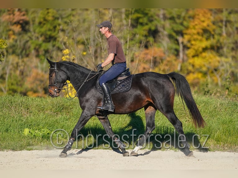 CSFR Warmblut Stute 3 Jahre 163 cm Schwarzbrauner in Tyn nad Vltavou