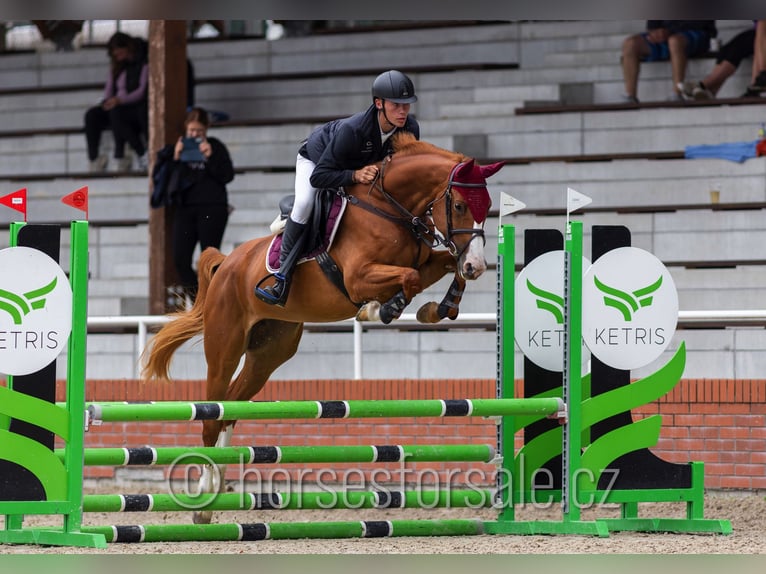 CSFR Warmblut Stute 5 Jahre 161 cm Fuchs in Ceske Budejovice