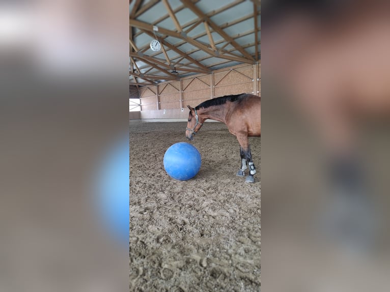 CSFR Warmblut Wallach 11 Jahre Brauner in Wolpertswende