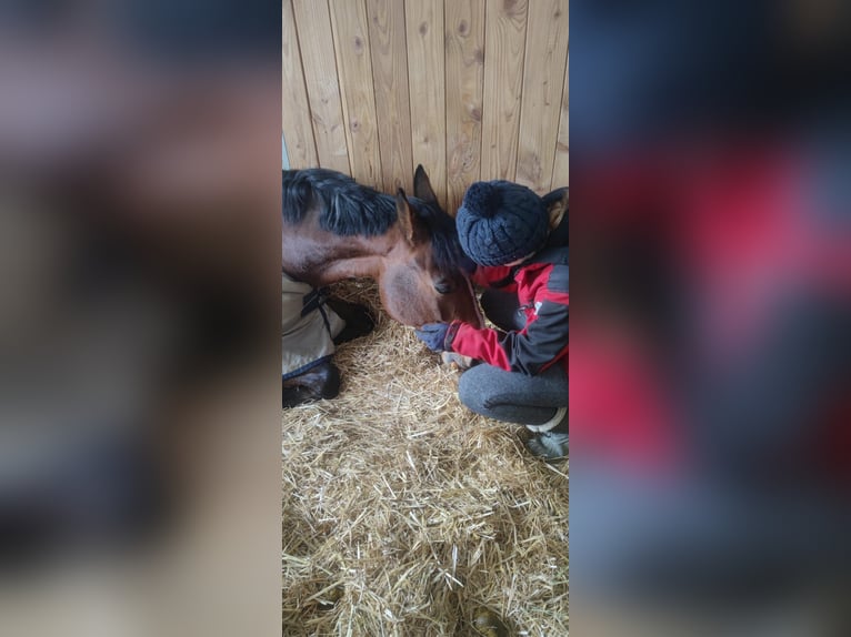CSFR Warmblut Wallach 11 Jahre Brauner in Wolpertswende