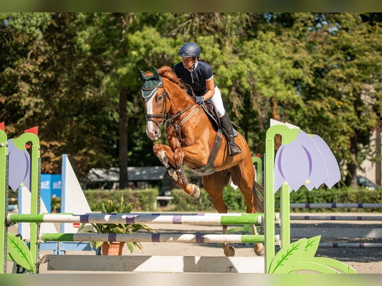 CSFR Warmblut Wallach 12 Jahre 175 cm Fuchs in Grimma