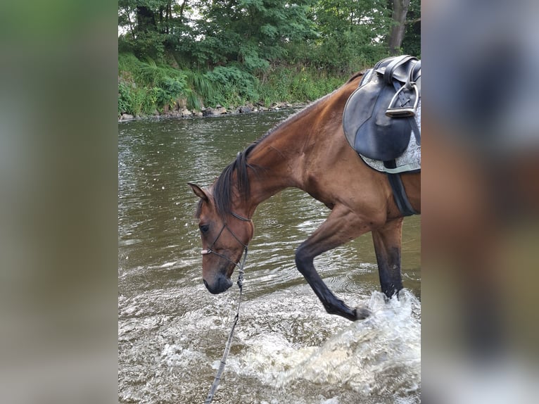 CSFR Warmblut Wallach 3 Jahre 165 cm Brauner in České Budějovice 6