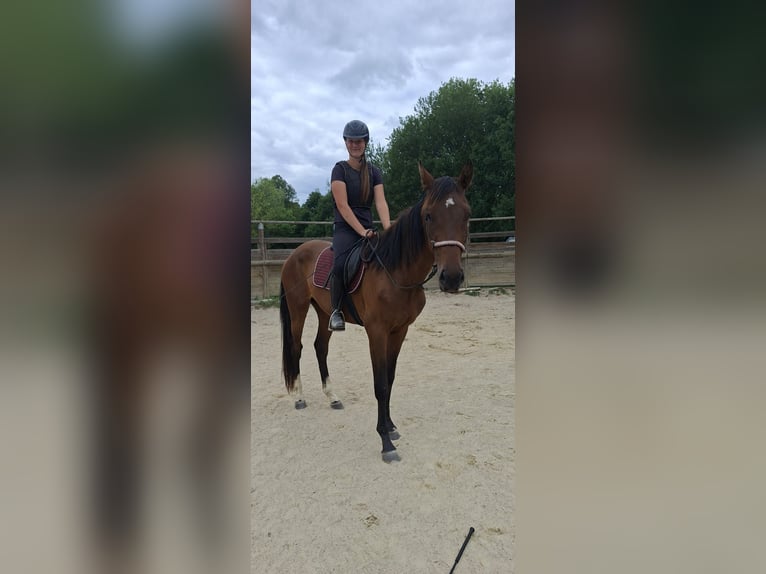 CSFR Warmblut Wallach 3 Jahre 165 cm Brauner in České Budějovice 6