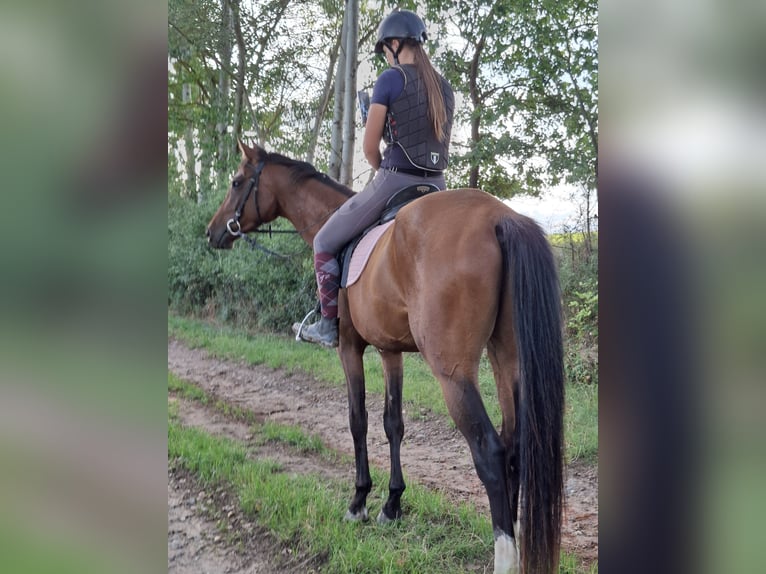 CSFR Warmblut Wallach 3 Jahre 165 cm Brauner in České Budějovice 6