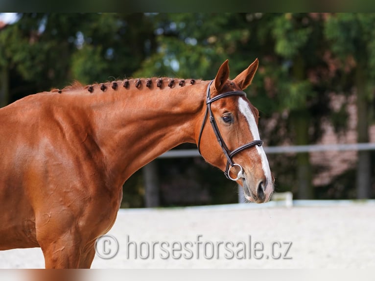 CSFR Warmblut Wallach 4 Jahre 175 cm Fuchs in Ceske Budejovice