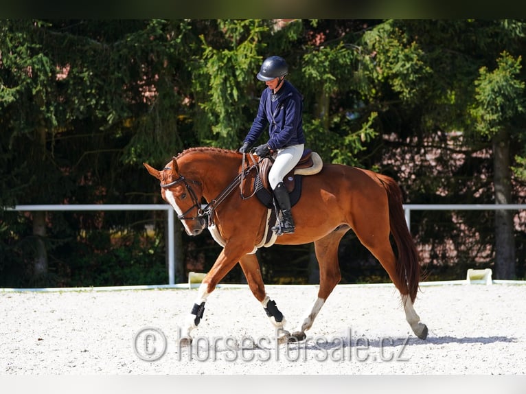 CSFR Warmblut Wallach 4 Jahre 175 cm Fuchs in Ceske Budejovice