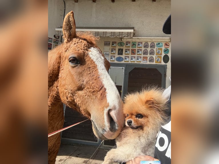 Curly horse Mix Gelding 10 years 14.2 hh Chestnut-Red in Wädenswil