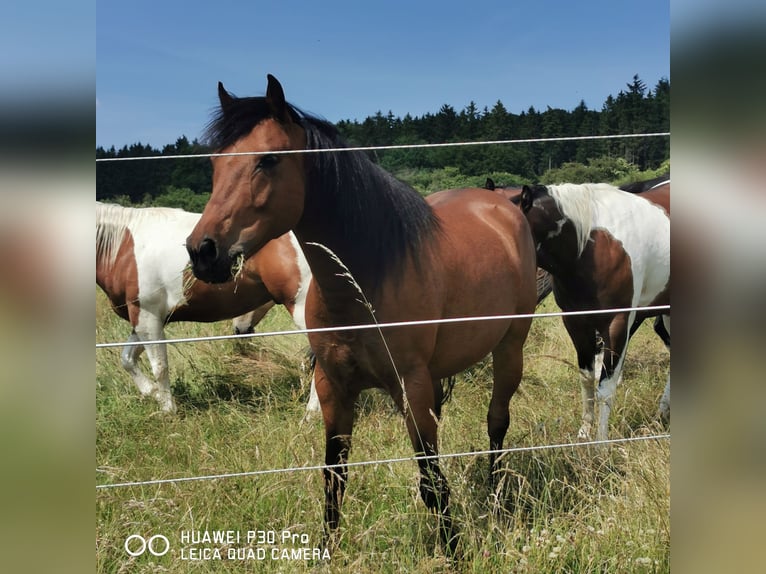 Curly horse Gelding 11 years 13,3 hh Brown in Betteldorf