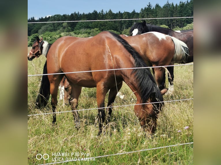 Curly horse Gelding 11 years 13,3 hh Brown in Betteldorf