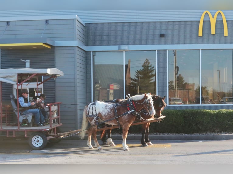 Curly horse Mix Gelding 11 years 16 hh Sorrel in Mount Vernon