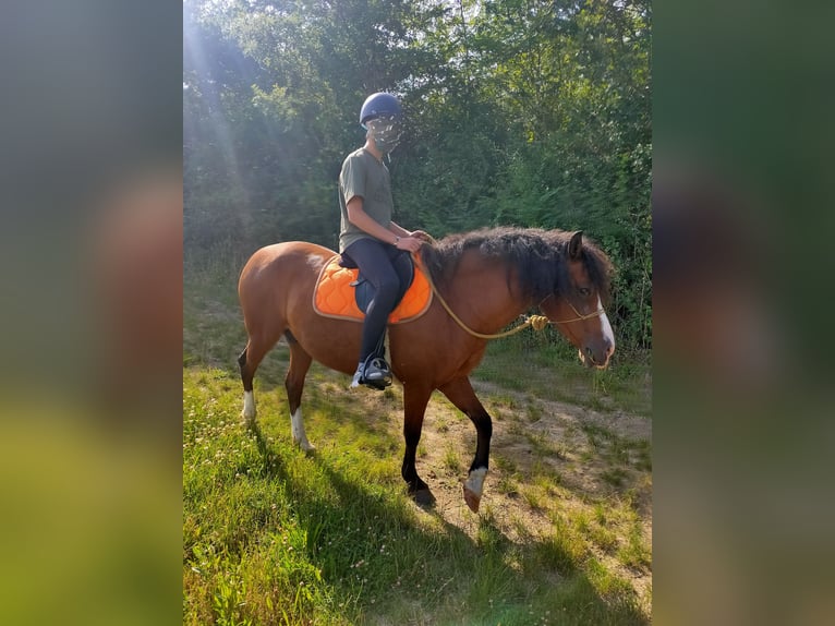 Curly horse Gelding 13 years 13,2 hh Brown in Vérac