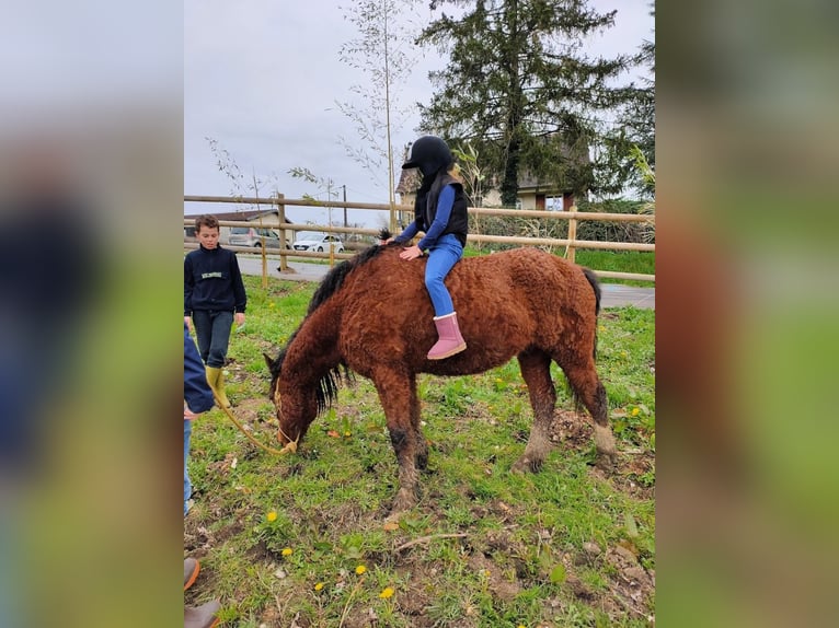 Curly horse Gelding 13 years 13,2 hh Brown in Vérac