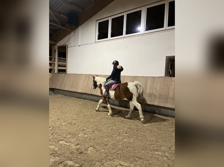 Curly horse Gelding 13 years 14,3 hh Pinto in Bad Wurzach