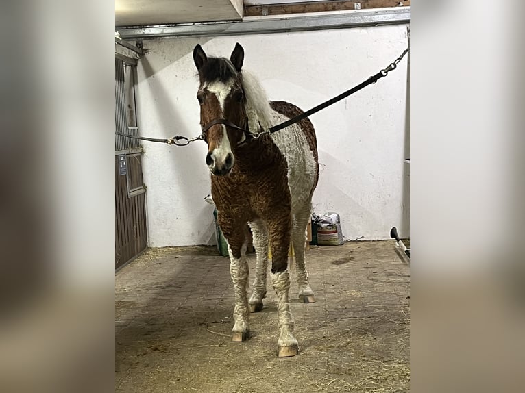 Curly horse Gelding 13 years 14,3 hh Pinto in Bad Wurzach