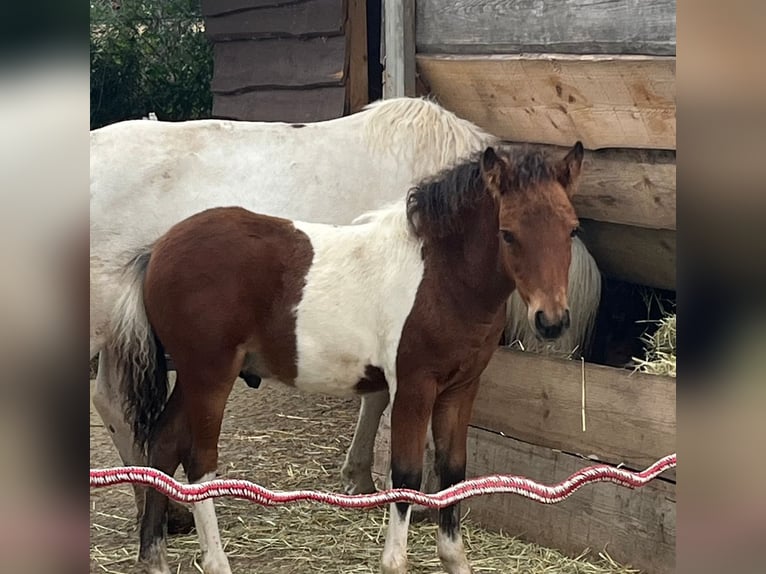 Curly horse Gelding 1 year 10,1 hh Bay in ge