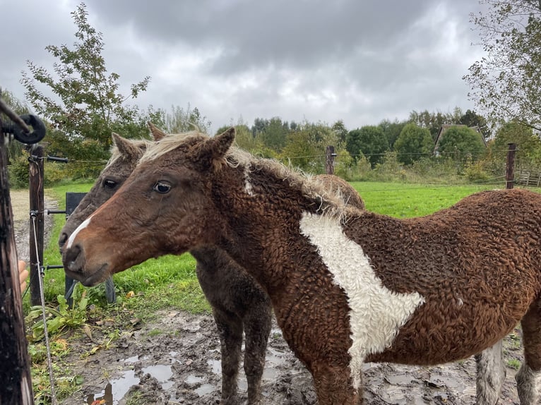 Curly horse Gelding 1 year 13,2 hh Tobiano-all-colors in Deinze