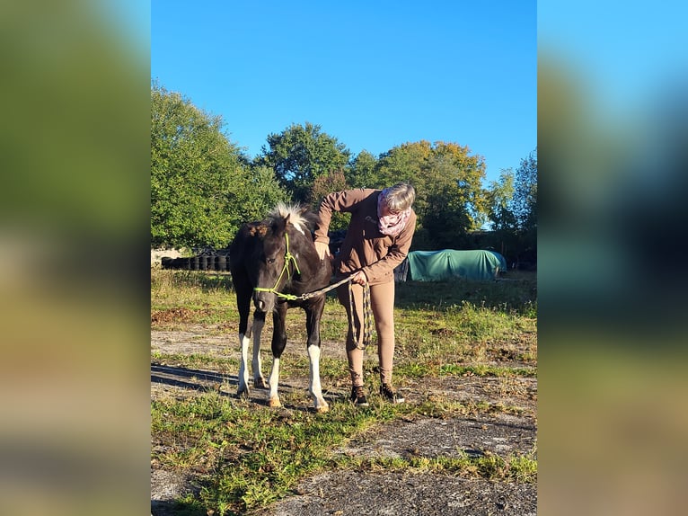 Curly horse Gelding 1 year 14.2 hh Tobiano-all-colors in Vellahn
