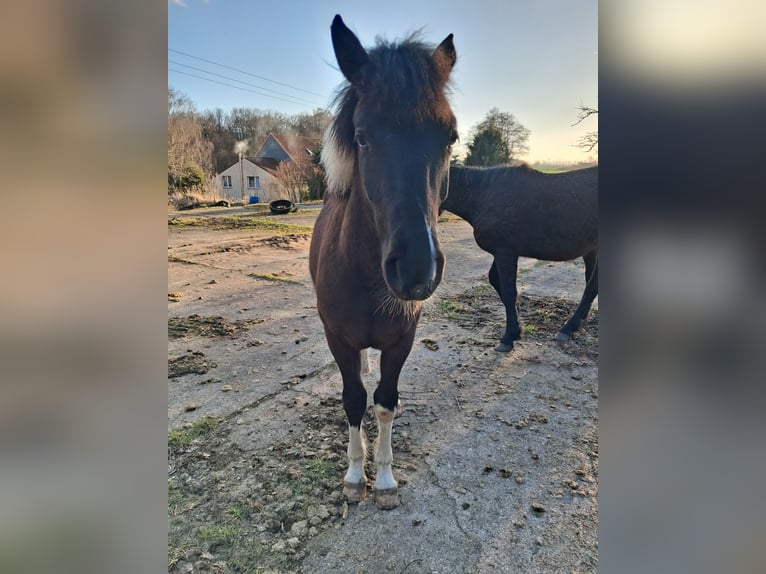 Curly horse Gelding 1 year 14.2 hh Tobiano-all-colors in Vellahn