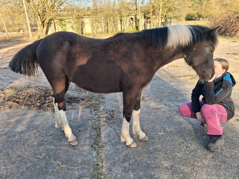 Curly horse Gelding 1 year 14.2 hh Tobiano-all-colors in Vellahn