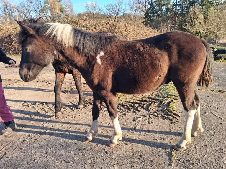 Curly horse Gelding 1 year 14.2 hh Tobiano-all-colors in Vellahn