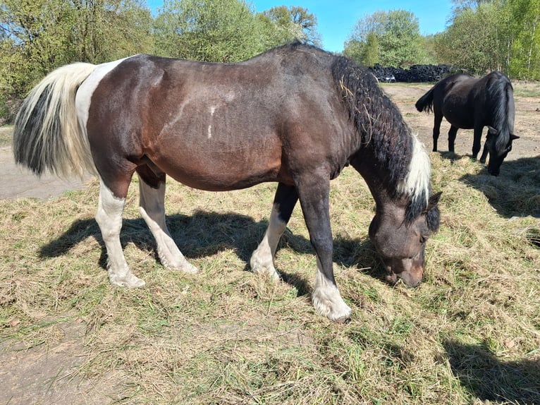 Curly horse Gelding 1 year 14.2 hh Tobiano-all-colors in Vellahn