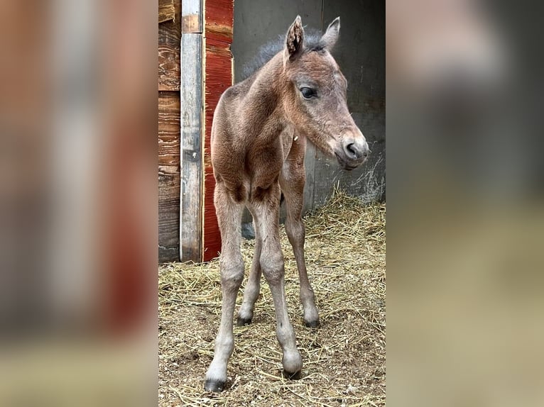 Curly horse Gelding 2 years 12,3 hh Bay in Summerland, BC