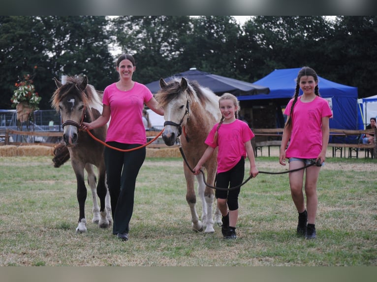 Curly horse Gelding 2 years 13,3 hh Dun in Ruinen