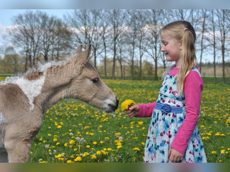 Curly horse Gelding 2 years 13,3 hh Dun in Ruinen