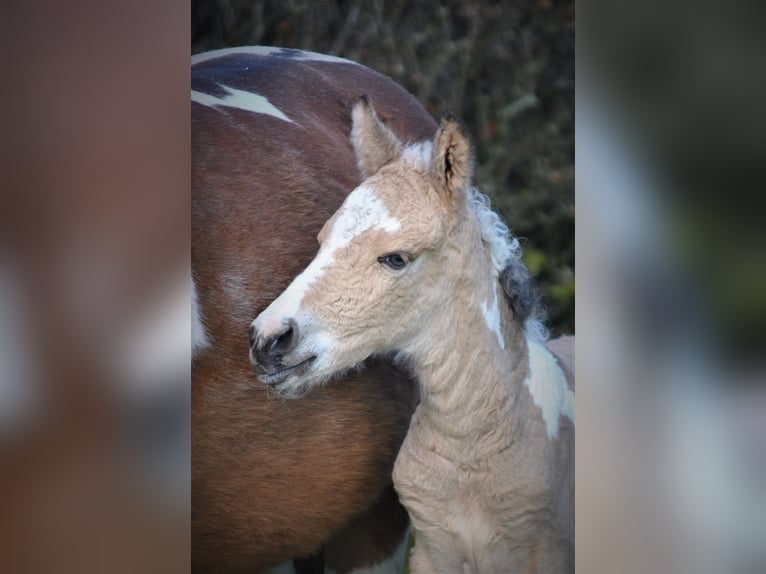 Curly horse Gelding 2 years 13,3 hh Dun in Ruinen