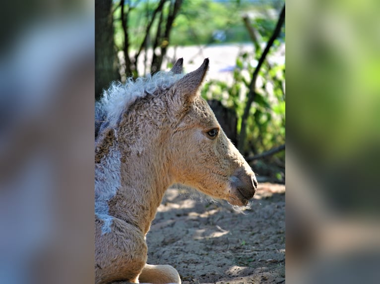 Curly horse Gelding 2 years 13,3 hh Dun in Ruinen