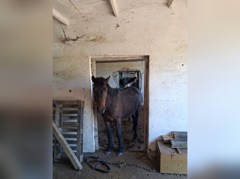 Curly horse Gelding 2 years 14.2 hh Bay-Dark in Vellahn