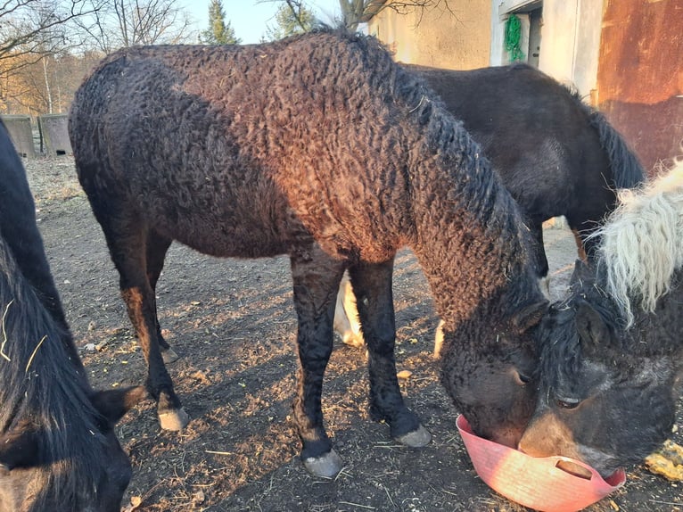 Curly horse Gelding 2 years 14.2 hh Bay-Dark in Vellahn