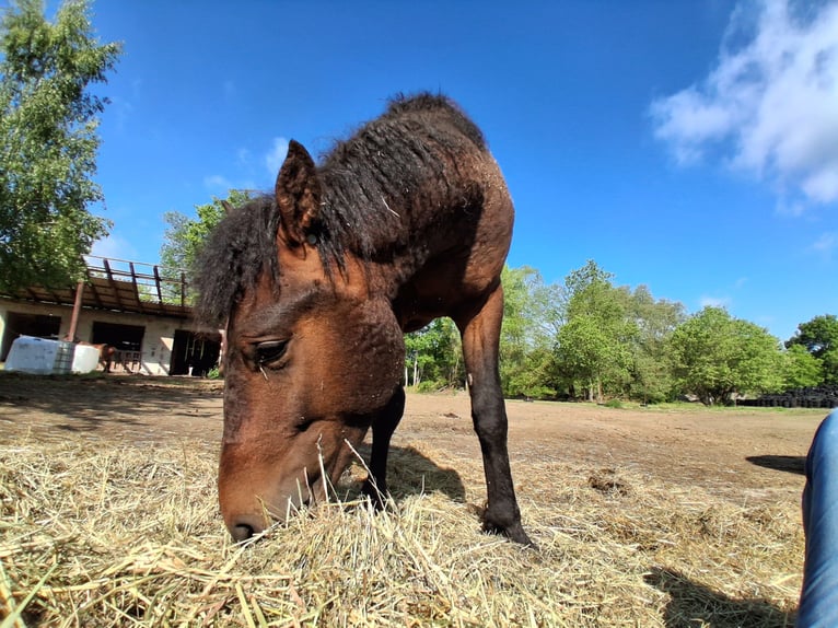 Curly horse Gelding 2 years 14.2 hh Bay-Dark in Vellahn