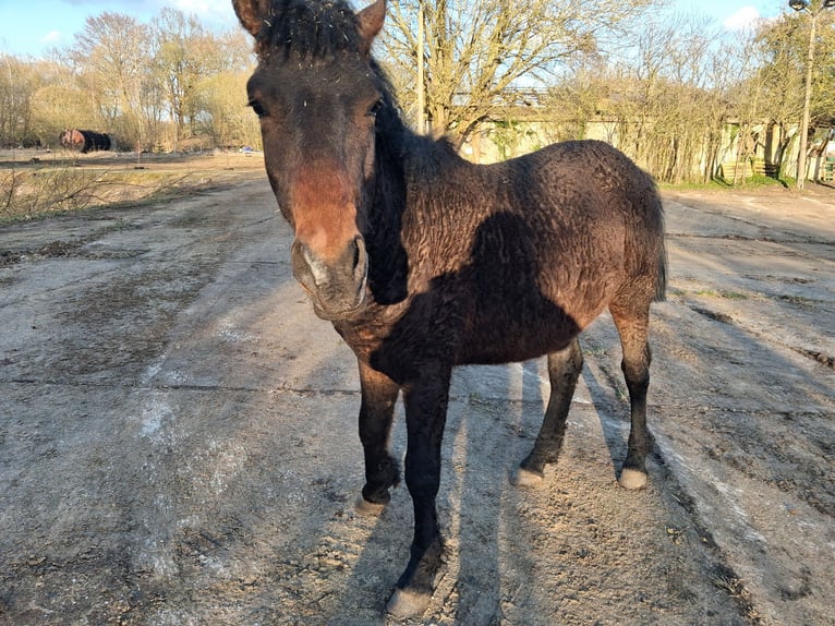 Curly horse Gelding 2 years 14.2 hh Bay-Dark in Vellahn