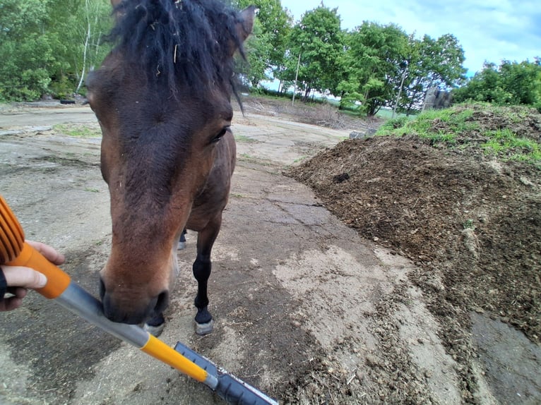 Curly horse Gelding 2 years 14.2 hh Bay-Dark in Vellahn
