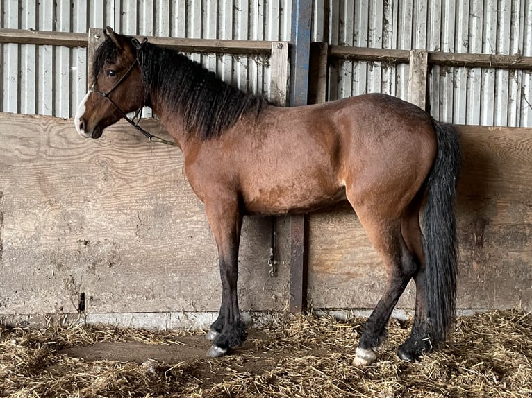 Curly horse Gelding 2 years 15 hh Bay-Dark in Sk&#xE6;rb&#xE6;k