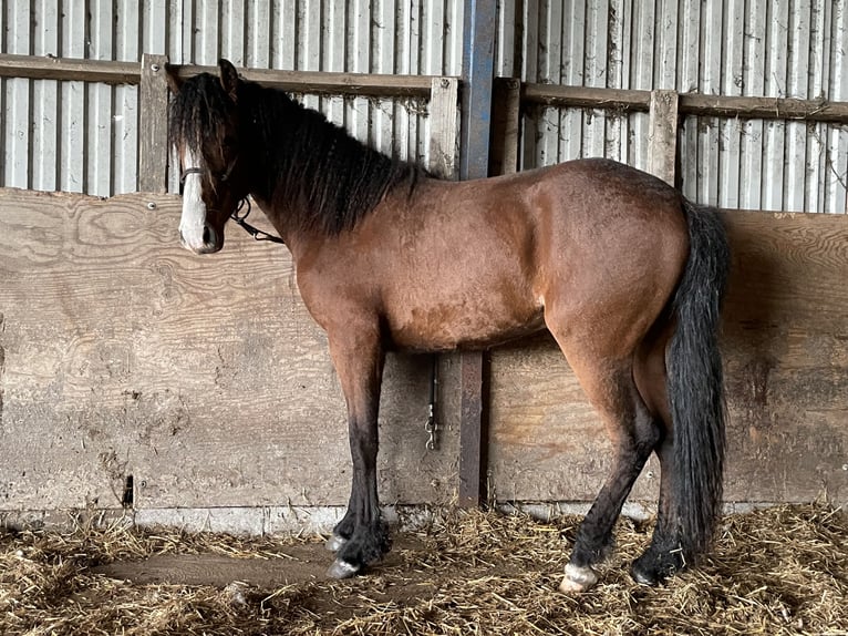 Curly horse Gelding 2 years 15 hh Bay-Dark in Sk&#xE6;rb&#xE6;k