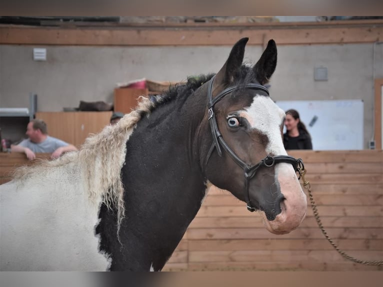 Curly horse Gelding 2 years 15 hh Bay-Dark in Sk&#xE6;rb&#xE6;k