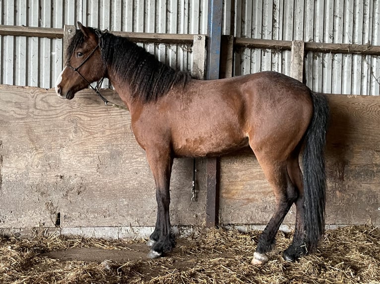 Curly horse Gelding 2 years 15 hh Bay-Dark in Sk&#xE6;rb&#xE6;k