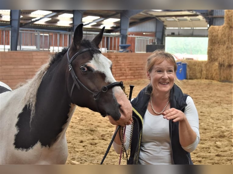 Curly horse Gelding 2 years 15 hh Bay-Dark in Sk&#xE6;rb&#xE6;k