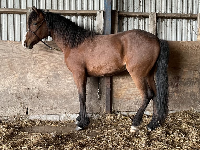 Curly horse Gelding 2 years 15 hh Bay-Dark in Sk&#xE6;rb&#xE6;k